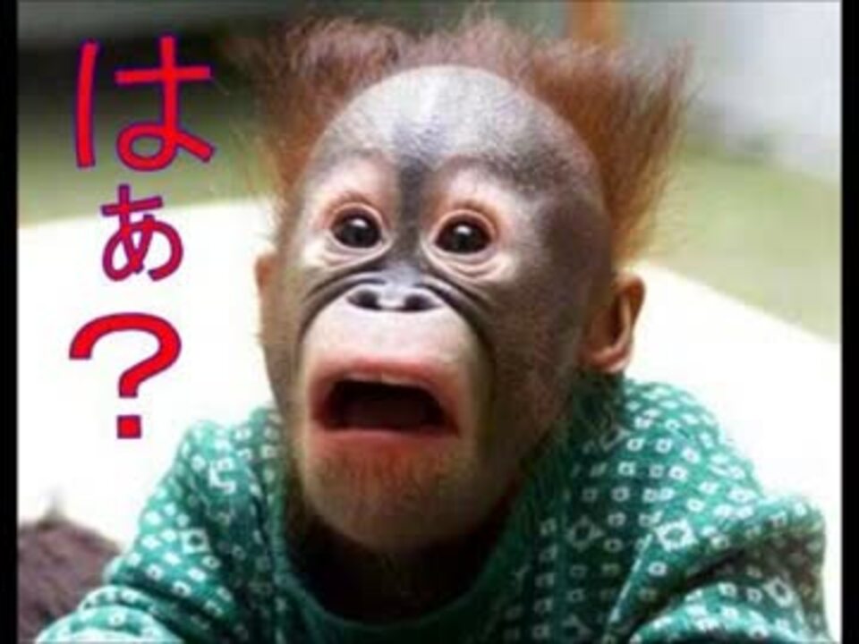 人気の モンスターファーム 動画 3 668本 21 ニコニコ動画