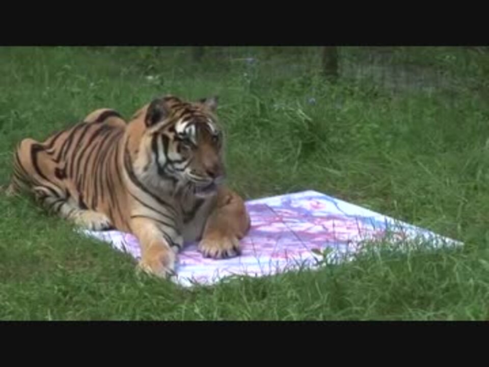 Bigcatrescue Wakarahennnaさんの公開マイリスト Niconico ニコニコ