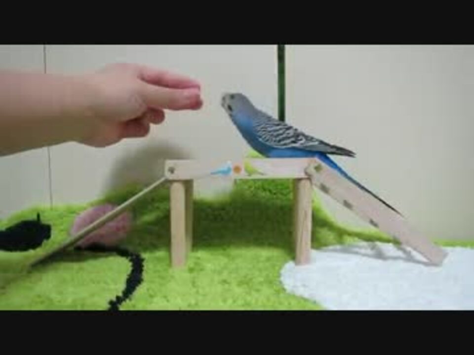 セキセイ うめpart29 すべりだいをがんばるインコ うめたん ニコニコ動画