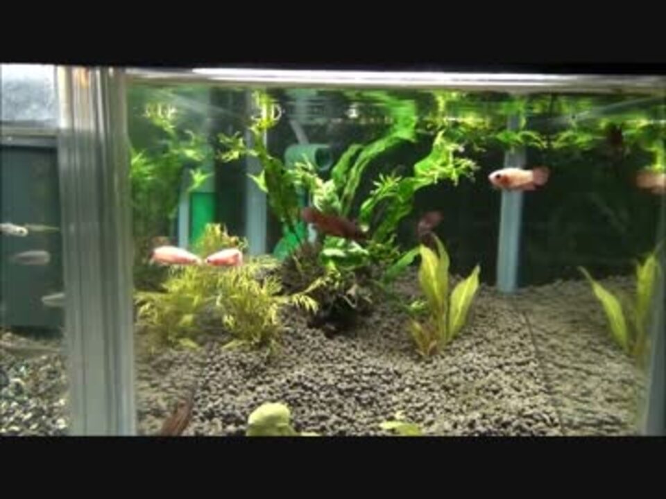 人気の 水槽 動画 2 263本 16 ニコニコ動画