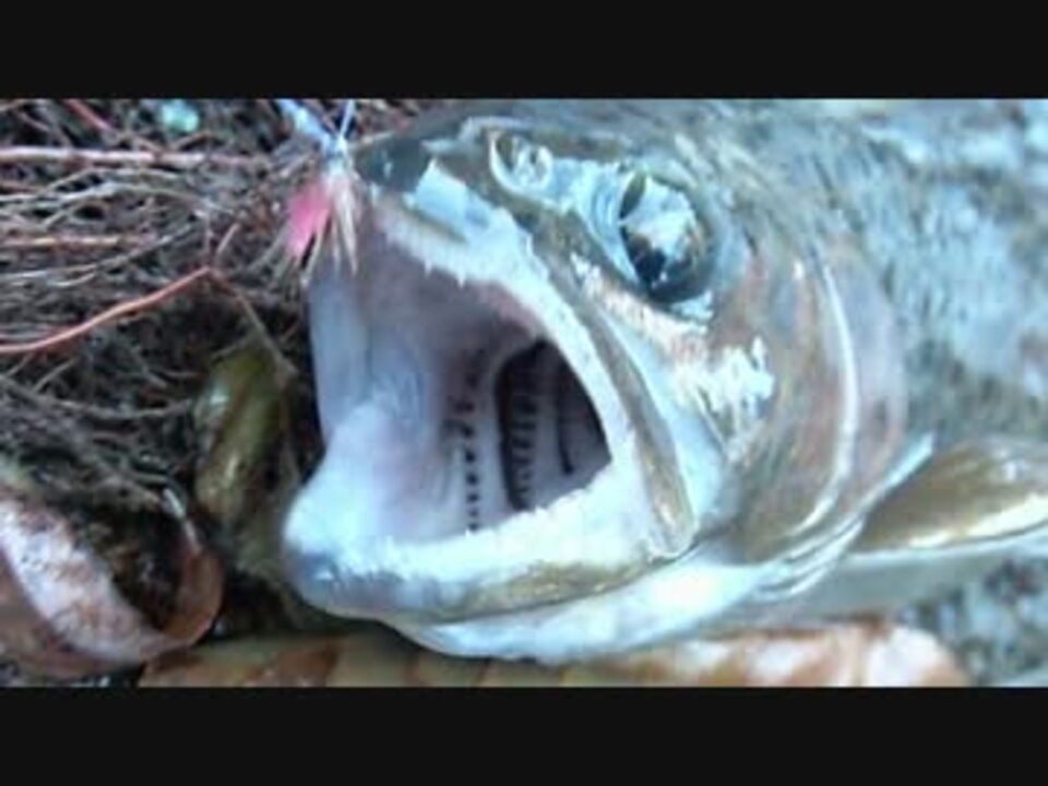 人気の ゴールデントラウト 動画 15本 ニコニコ動画