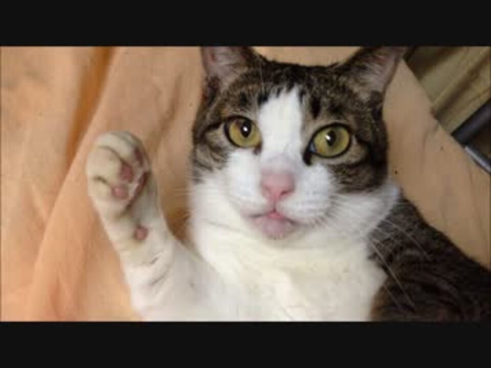 人気の リアルドラえもん 動画 13本 ニコニコ動画