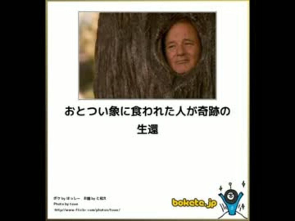 ボケて 愉快な動物たち ネコ多め ニコニコ動画