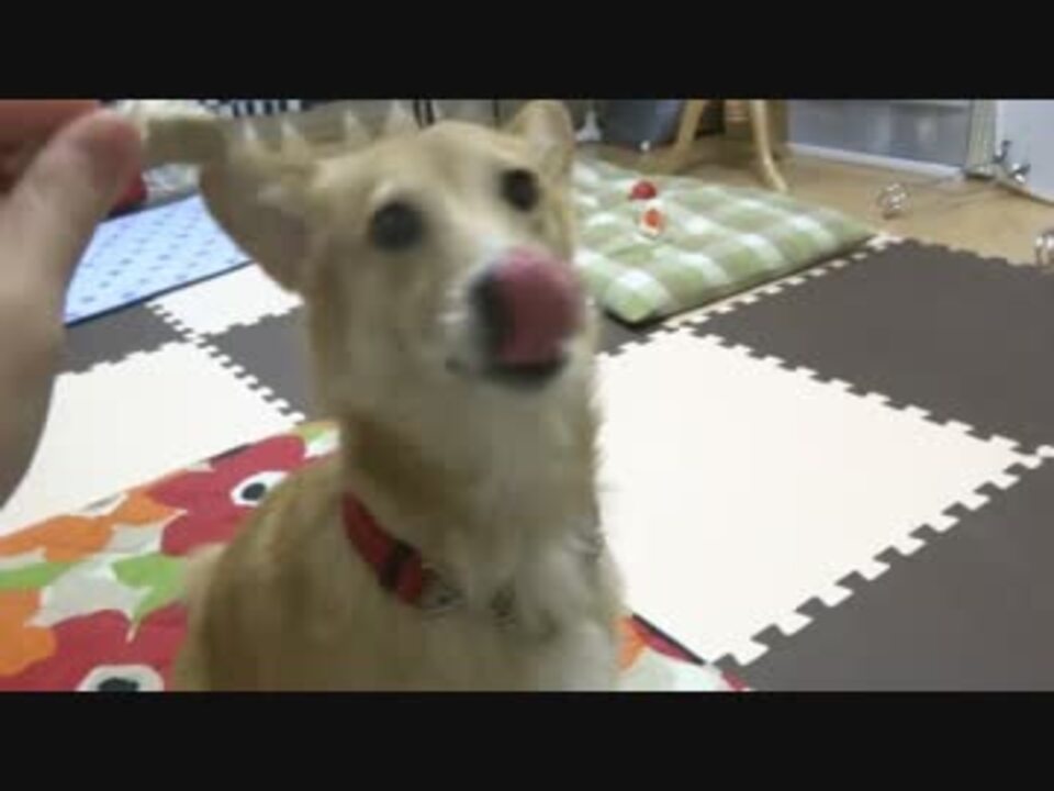 おやつしか見てない食い意地が張ってる犬 ニコニコ動画