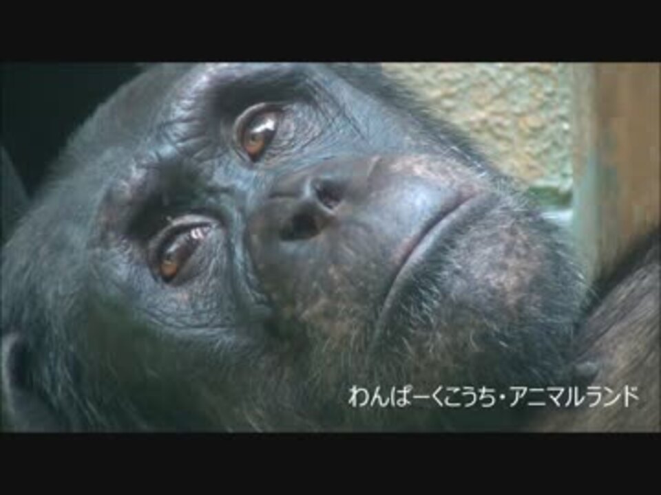 人気の チンパンジー 動画 194本 5 ニコニコ動画