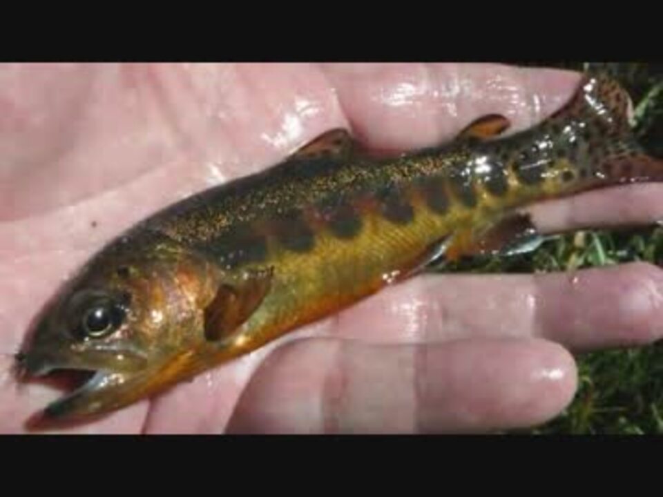 人気の ゴールデントラウト 動画 15本 ニコニコ動画