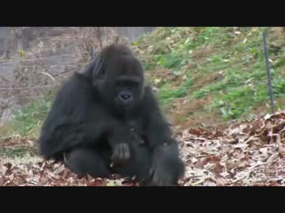 人気の 動物 ゴリラ 動画 159本 3 ニコニコ動画