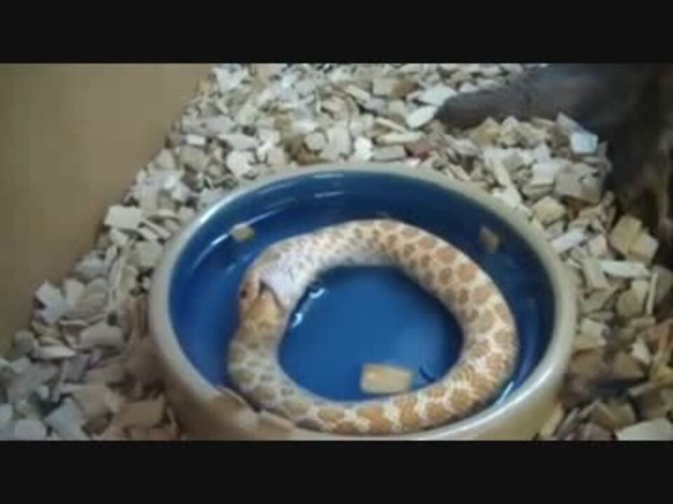 尻尾 蛇