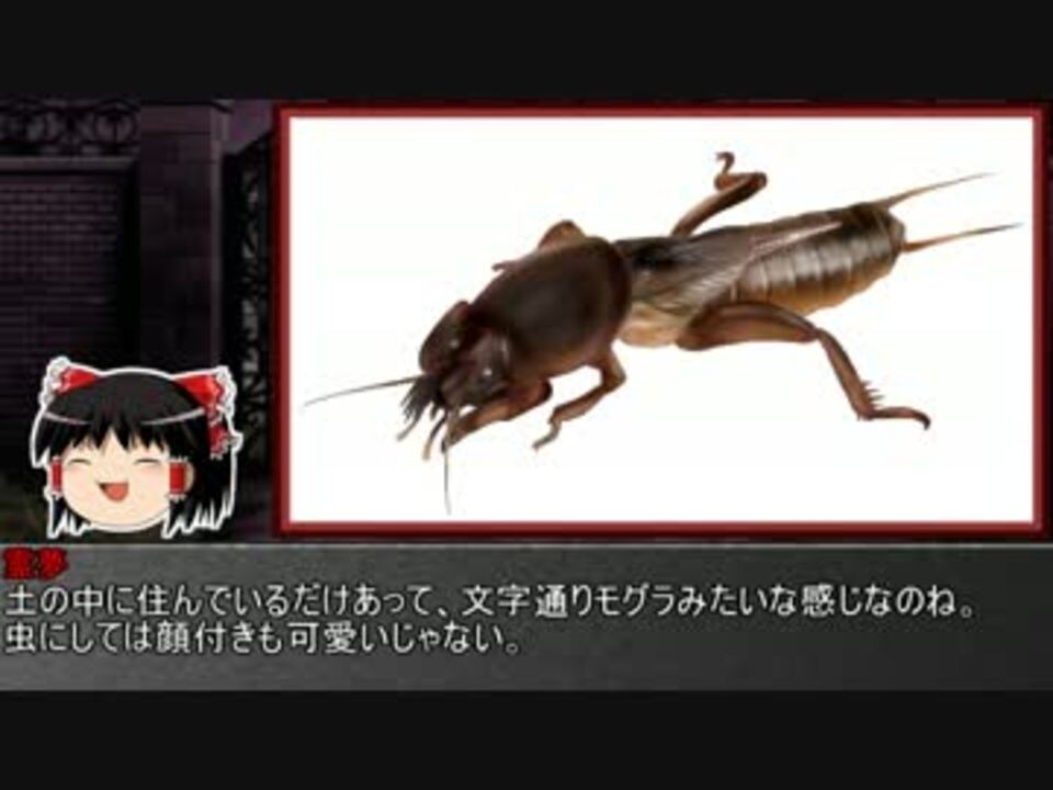 人気の 昆虫 動画 2 452本 2 ニコニコ動画