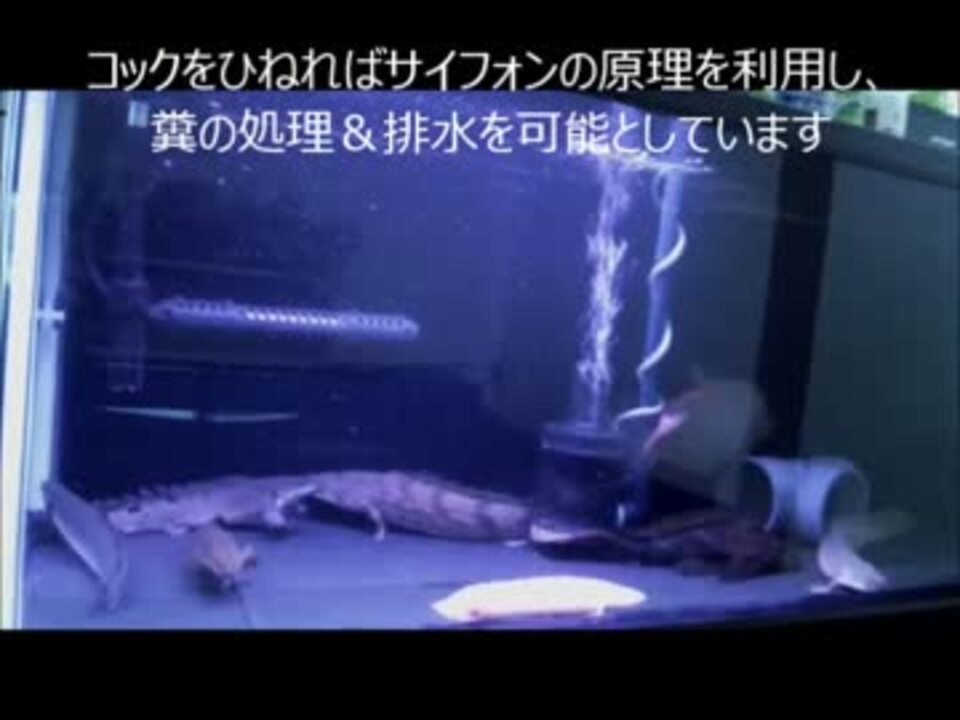 人気の ポリプテルス 動画 115本 3 ニコニコ動画