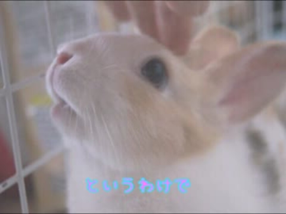 人気の 動物 うさぎ 動画 4 138本 14 ニコニコ動画