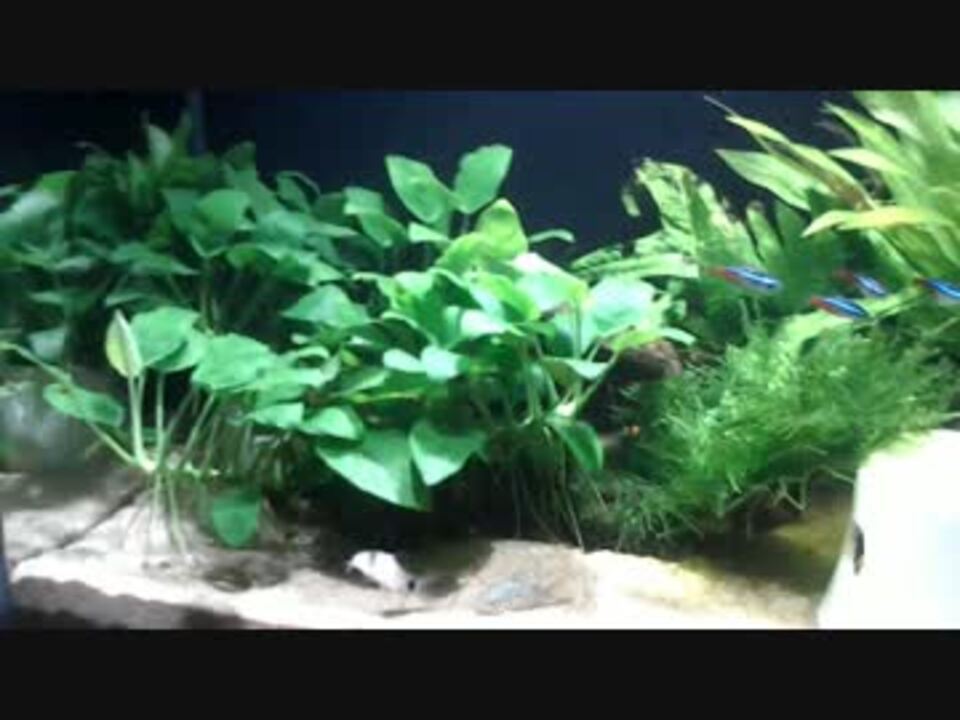 人気の 熱帯魚 水槽 動画 653本 16 ニコニコ動画
