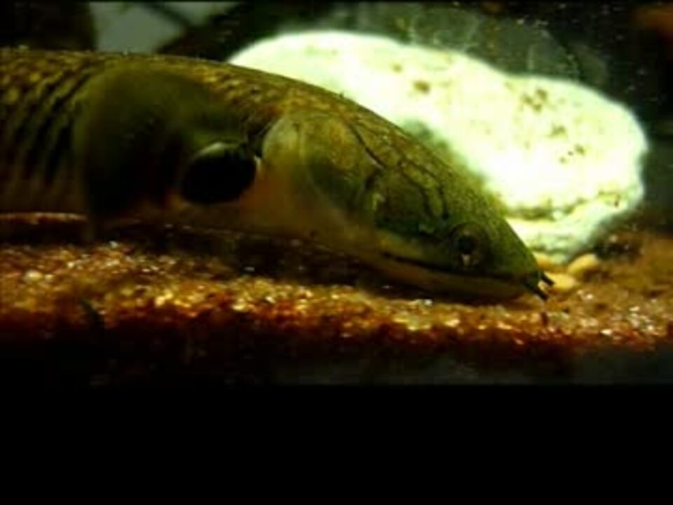 人気の 古代魚 ポリプテルス 動画 56本 2 ニコニコ動画