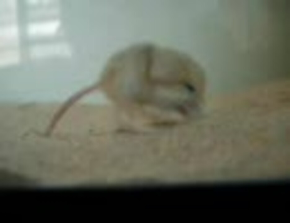 コミミトビネズミの生態 毛づくろい中 ニコニコ動画