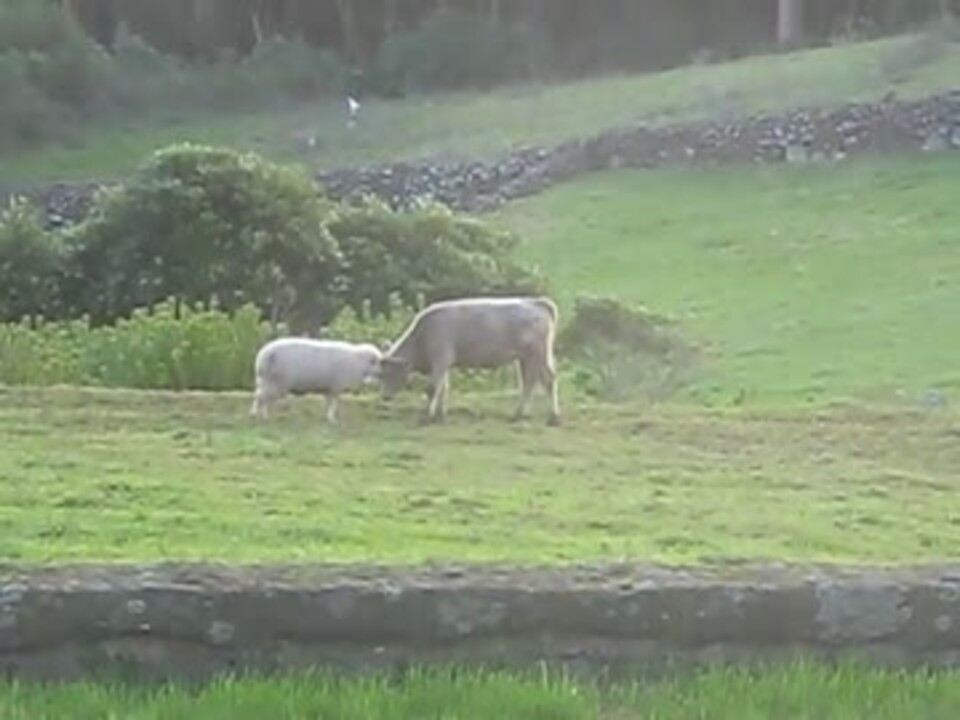 頭突きの練習をする羊が可愛い ニコニコ動画