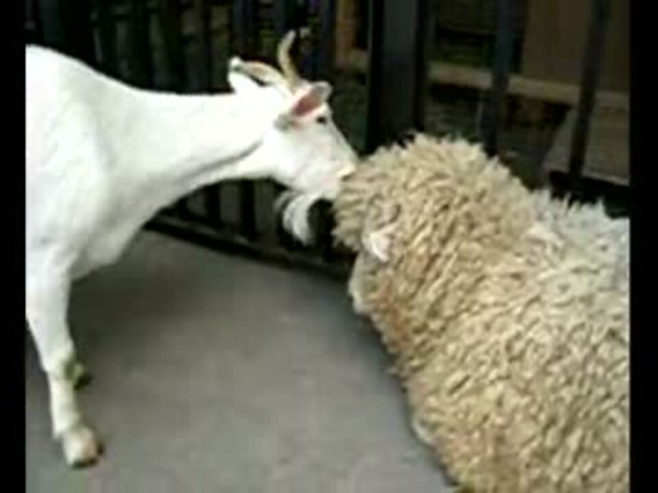 人気の やぎ 動画 226本 5 ニコニコ動画