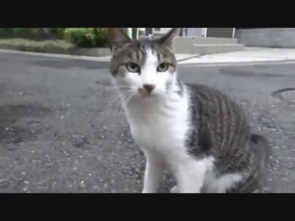 クールでデレな白サバ猫姉さんをモフる ニコニコ動画