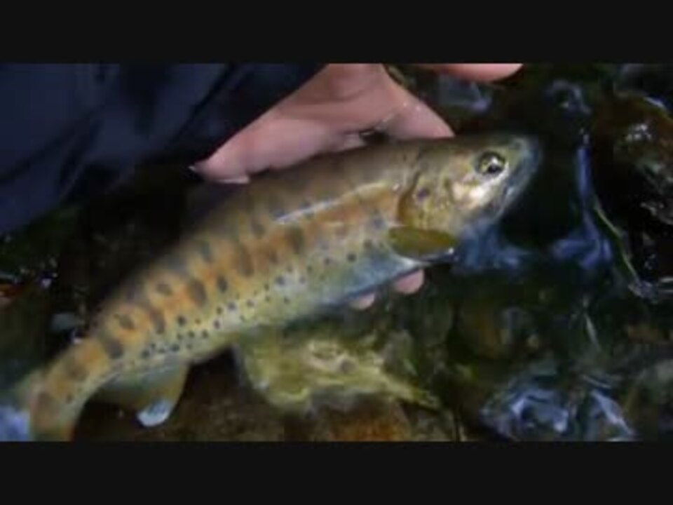 自作スプーンで渓流釣り納めしてきた ニコニコ動画