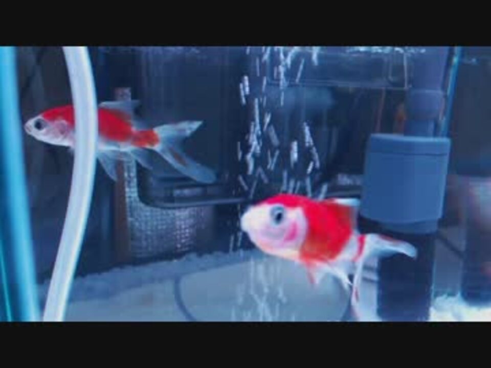 アクアリウム 金魚水槽30cmを立ち上げてみました ニコニコ動画
