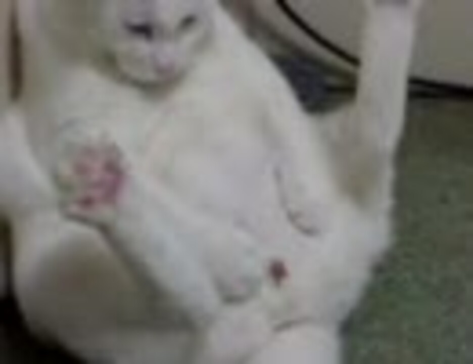 人気の 猫 無修正 動画 29本 ニコニコ動画