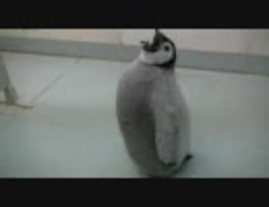 エンペラーペンギンのヒナ ニコニコ動画