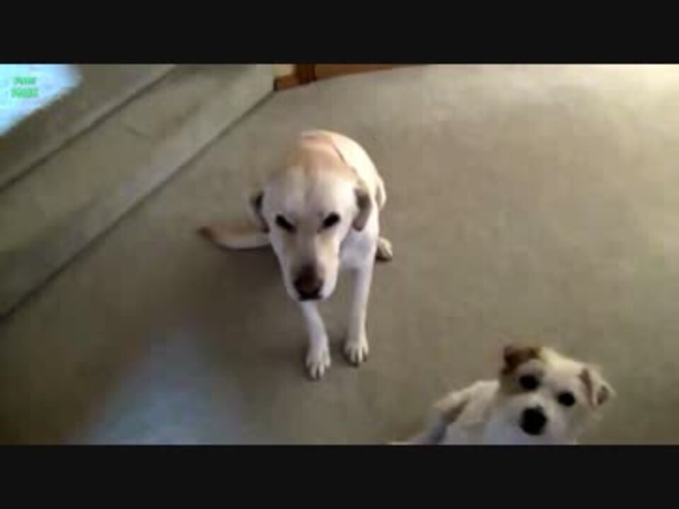 いたずらがバレた犬達の反応 ニコニコ動画