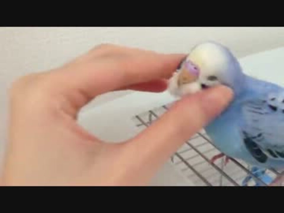 セキセイインコのぷーちゃんをモフモフする動画 ニコニコ動画