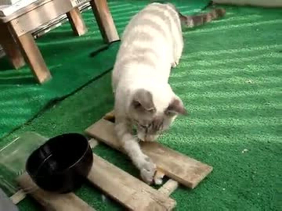 人気の 猫 ちくわ 動画 15本 ニコニコ動画