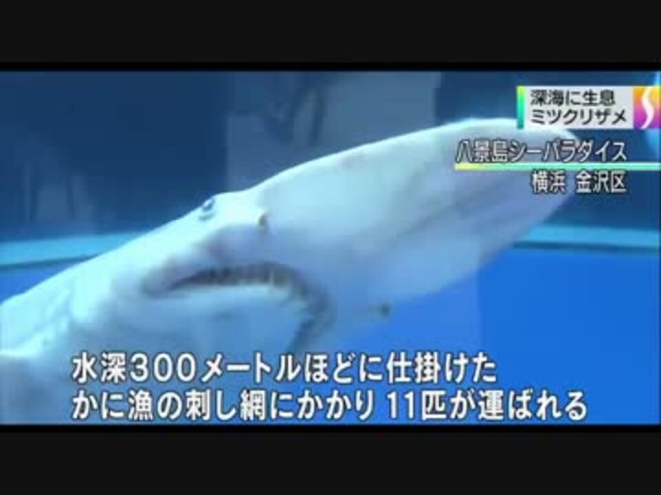 人気の ミツクリザメ 動画 17本 ニコニコ動画