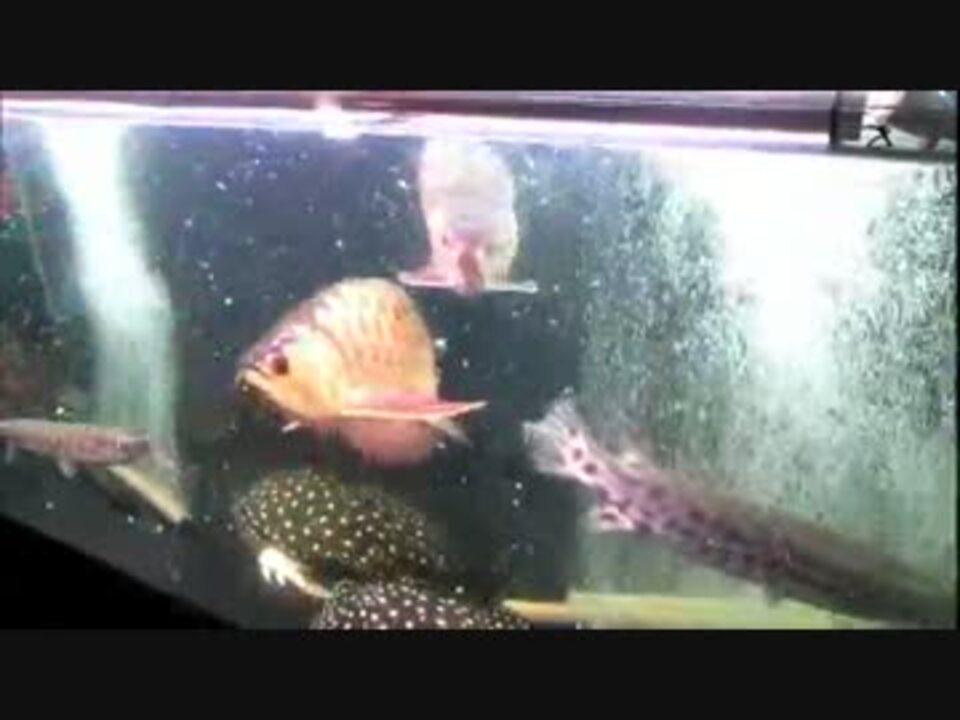 １５０ｃｍ アロワナ混泳水槽 生餌やり ﾟ ﾟ ニコニコ動画