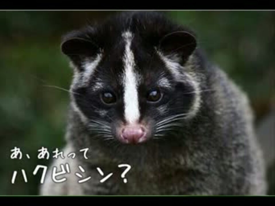 のんのんびより Ed洗脳動画 あっ あれってハクビシン ニコニコ動画