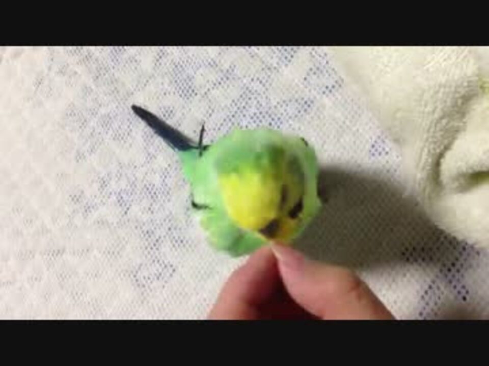 人気の 着インコ 動画 16本 ニコニコ動画