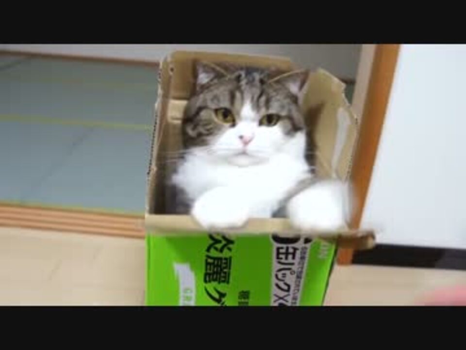 まる です 猫 – まる 猫 Youtube : 猫野球。 投稿主さんによ .まる （ 英：Maru 2007年 5月24日 – ）は、 日本 ...