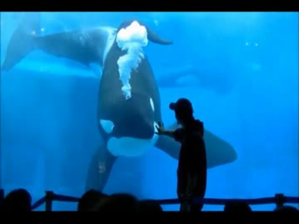 シャチ公開トレーニング パフォーマンスショー 名古屋港水族館 ニコニコ動画