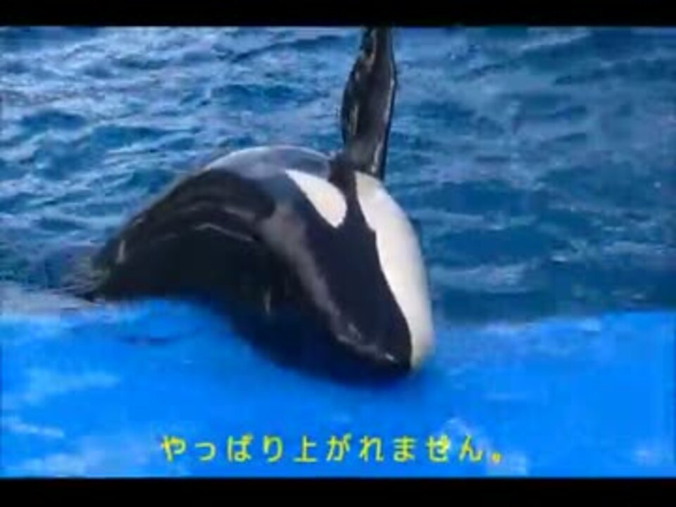 シャチの赤ちゃん 名前は リン メス 名古屋港水族館 ニコニコ動画
