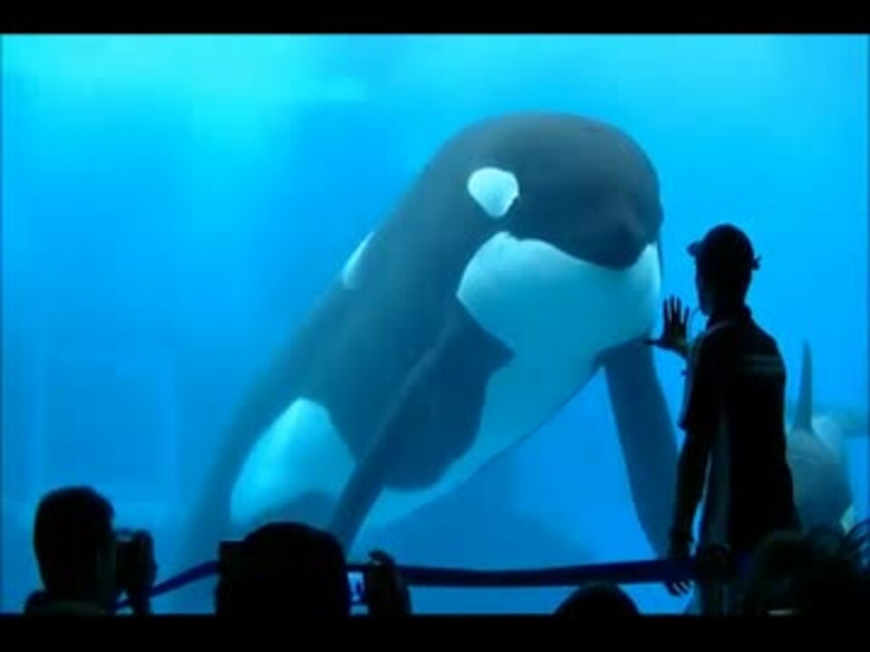 シャチの鳴き声とパフォーマンスショー 名古屋港水族館 ニコニコ動画