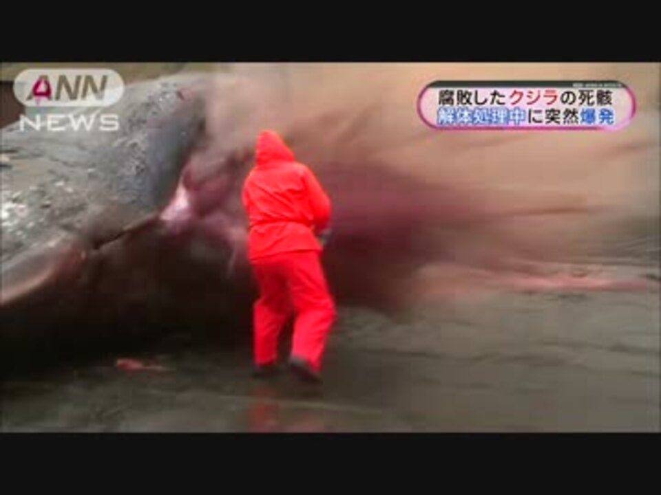 海岸で突然クジラが爆発 腐敗し死骸を解体中に ニコニコ動画