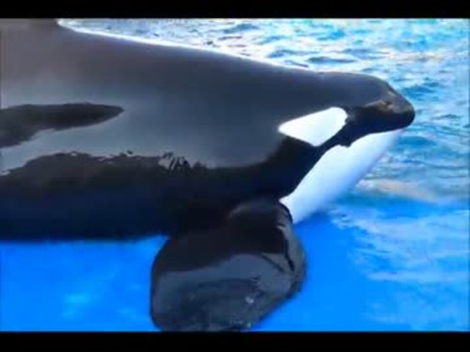 日本で一番大きなシャチ リンちゃんの父のビンゴ 名古屋港水族館 ニコニコ動画