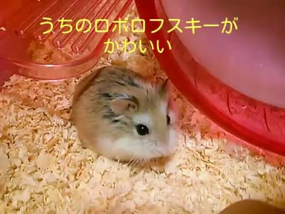 うちのロボロフスキーハムスターがかわいい ニコニコ動画