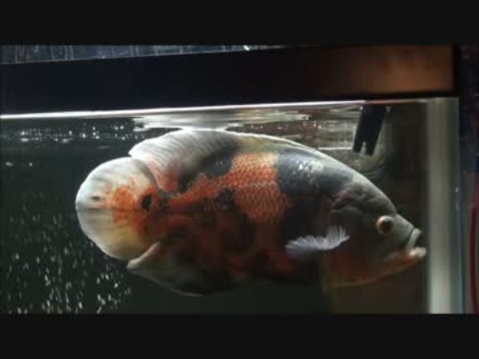 人気の 熱帯魚 水槽 動画 423本 8 ニコニコ動画