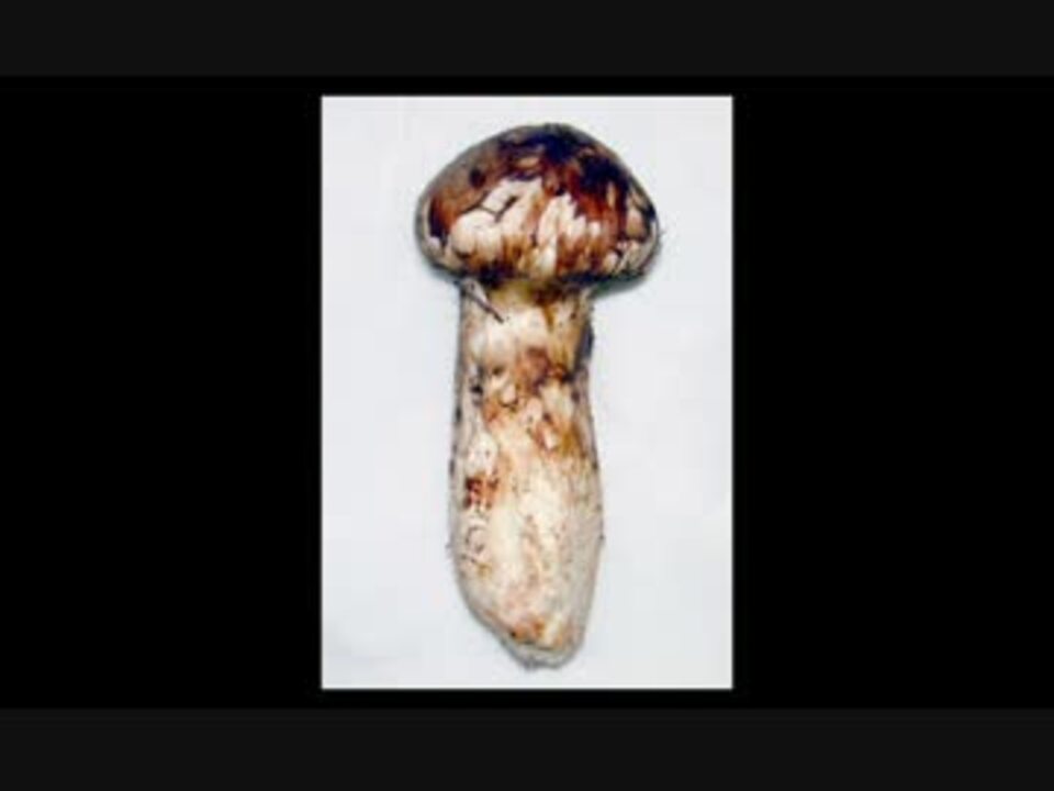 人気の 無脳症 動画 2本 ニコニコ動画