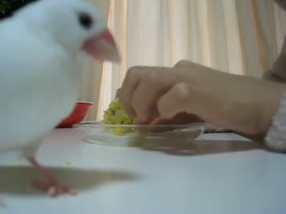 人気の 文鳥 小鳥 動画 128本 2 ニコニコ動画