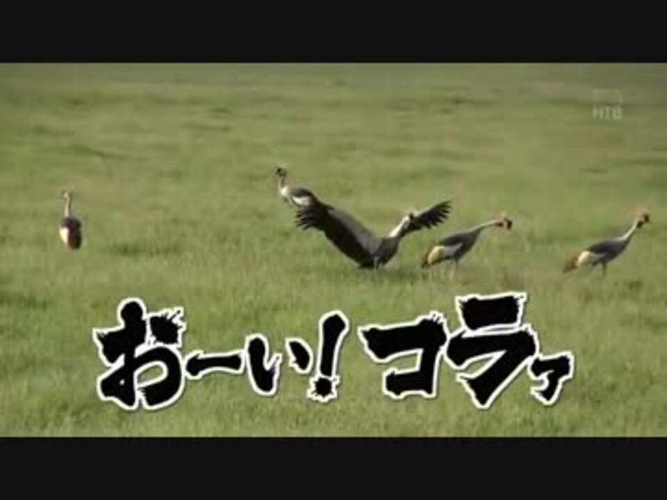 人気の 初めてのアフリカ 動画 9本 ニコニコ動画