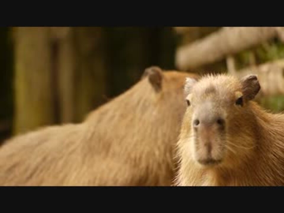 人気の かぴばら 動画 912本 19 ニコニコ動画