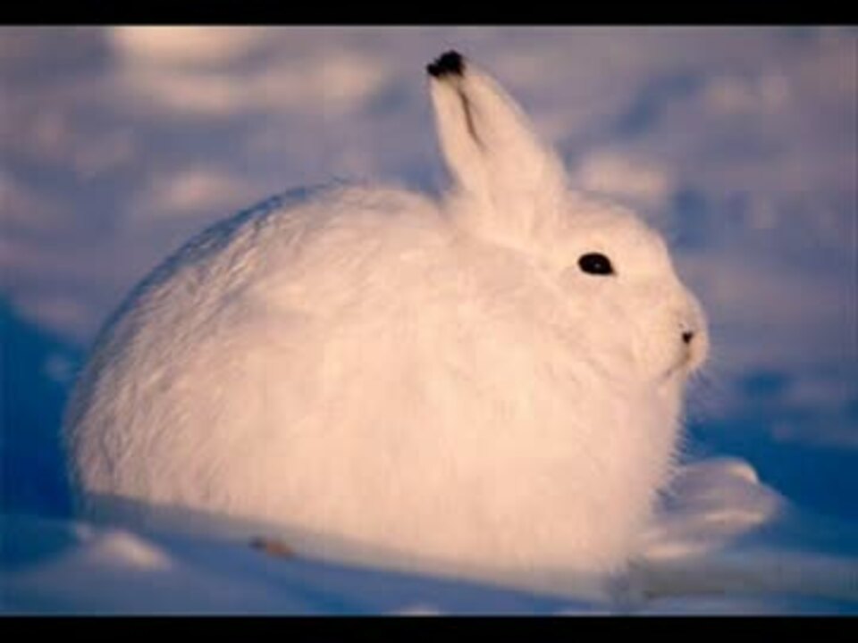ホッキョクウサギが立ち上がった時のコレジャナイ感uc ニコニコ動画