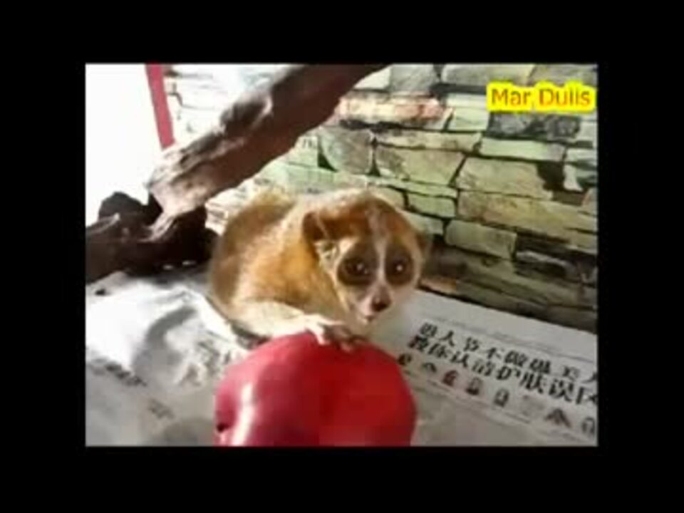 りんごを食べる淫夢くん ニコニコ動画