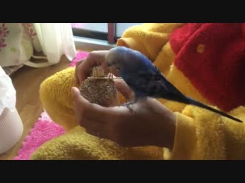 人気の 鳥 セキセイインコ 動画 7本 15 ニコニコ動画