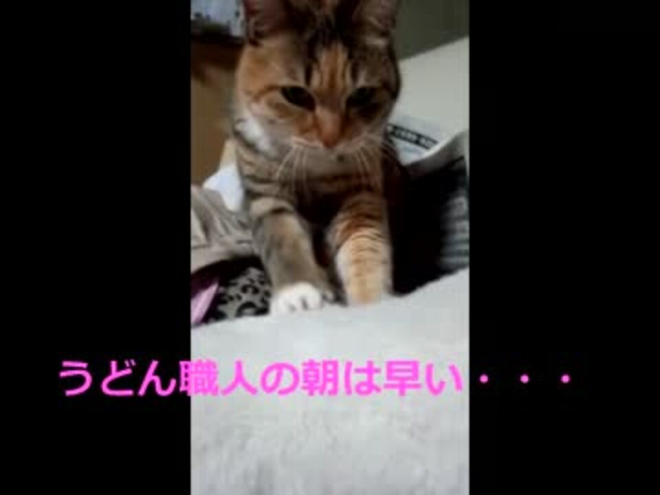 たぬこ うどん職人の朝は早い ニコニコ動画