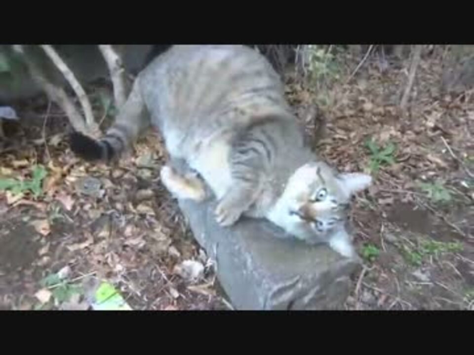 公園猫による猫いじめの現場 ぼっち閲覧注意 ニコニコ動画