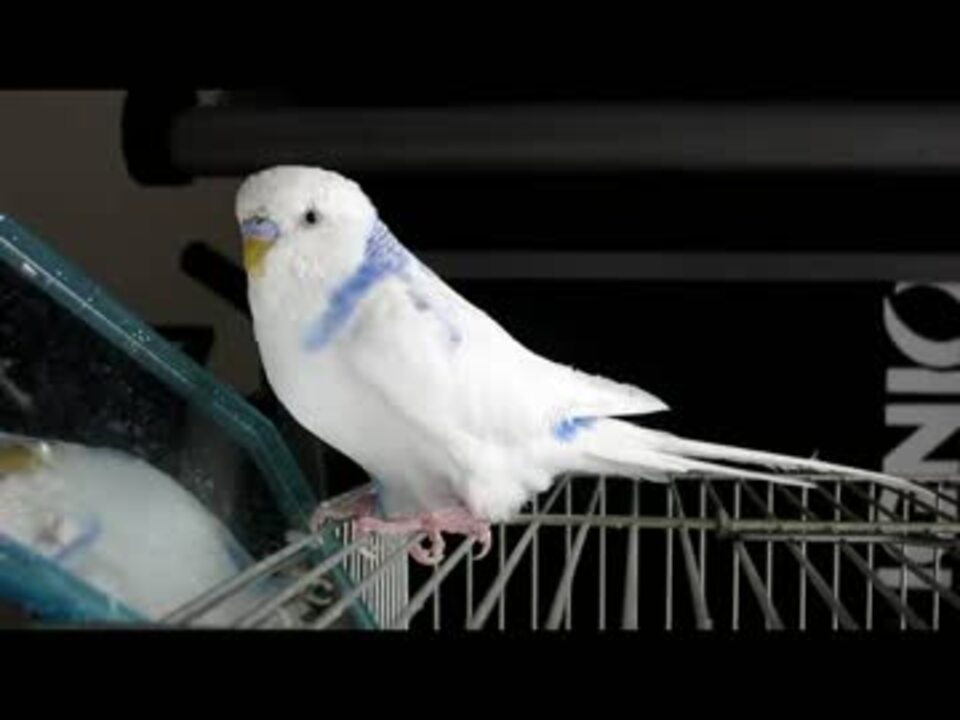 人気の セキセイインコ 動画 2 714本 3 ニコニコ動画